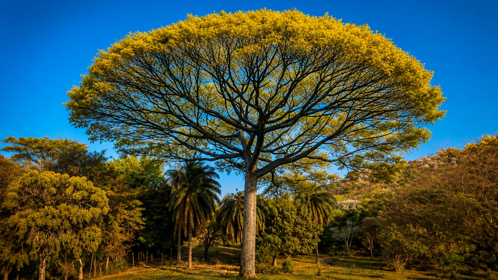 Guapuruvu em flor amarela, árvore símbolo da ELEVA